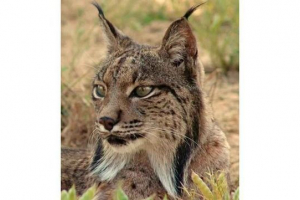 Піренеанський або іспанський lynx Піренеанський або іспанський lynx